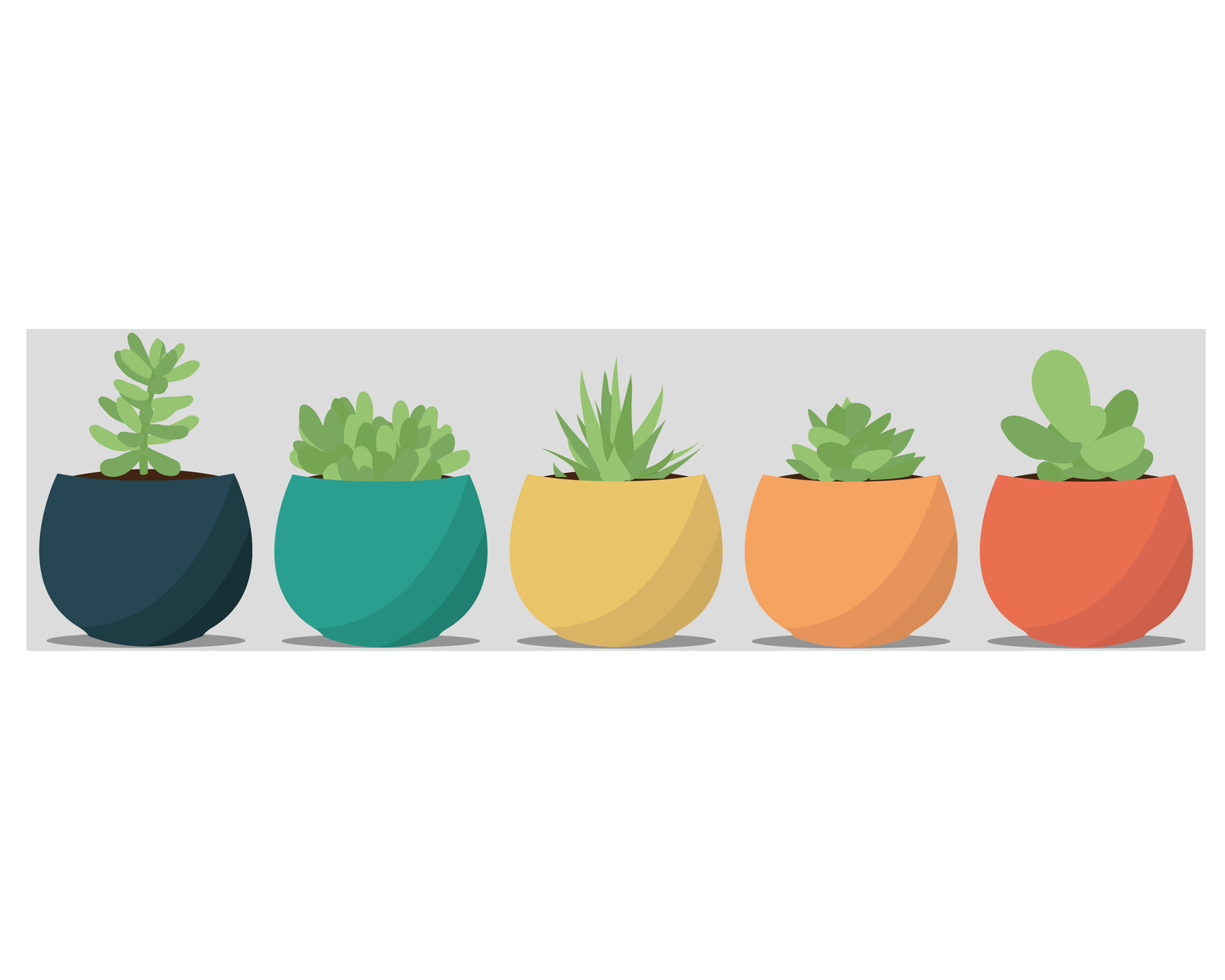 Succulents Illustration